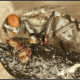 Physiphora alceae נושא צביר זוט־עקרבים הנאחזים ברגליו בעזרת הצבתות.