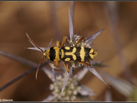 יקרונית הפרחים - Chlorophorus varius. יקרונית זו היא דוגמא לשימוש בדפוס המסר של שילוב צבעים מנוגד, צהוב ושחור.
מרחוק החיפושית עשוייה להראות כמו צרעה או דבורה ולרמות טורפים אפשריים.