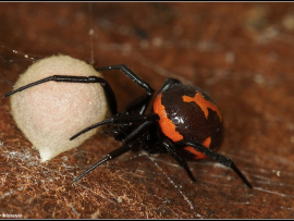 Steatoda paykulliana
