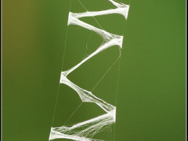 Argiope trifasciata