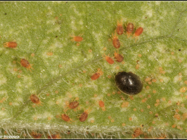 Stethorus gilvifrons