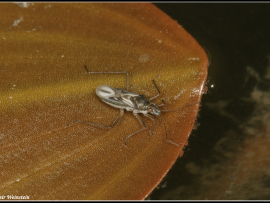 Mesovelia vittigera