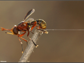 Conops cf flavicaudatus
