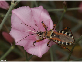 Rhynocoris punctiventris