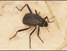 המודל הראשוני של חרק מציג שלושה זוגות רגליים.
בחרקים חסרי רגליים או שהרגליים שלהם מנוונות ואינן פונקציונליות עבור תנועה, אובדן הרגליים הוא תמיד משני.