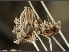 Tholagmus strigatus
