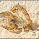 Androctonus amoreuxi levyi