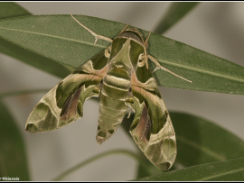רפרף ההרדוף - בוגר זכר.