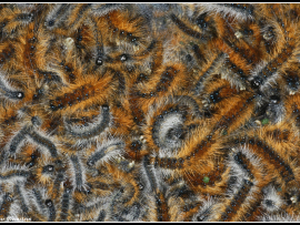 Ocnogyna loewii
