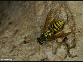 Polistes sp.
