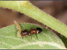 Leptorchestes sikorskii