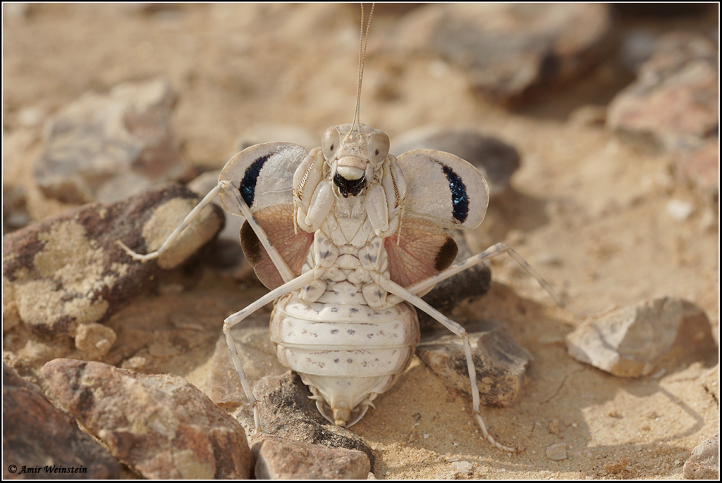 Eremiaphila arabica
