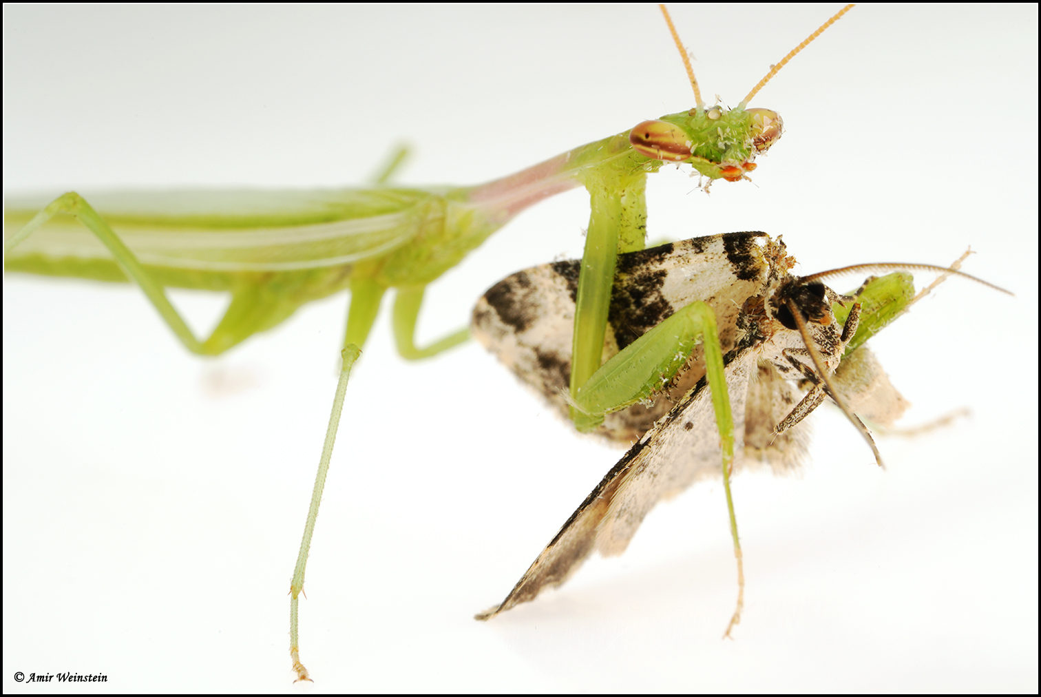Miomantis paykullii