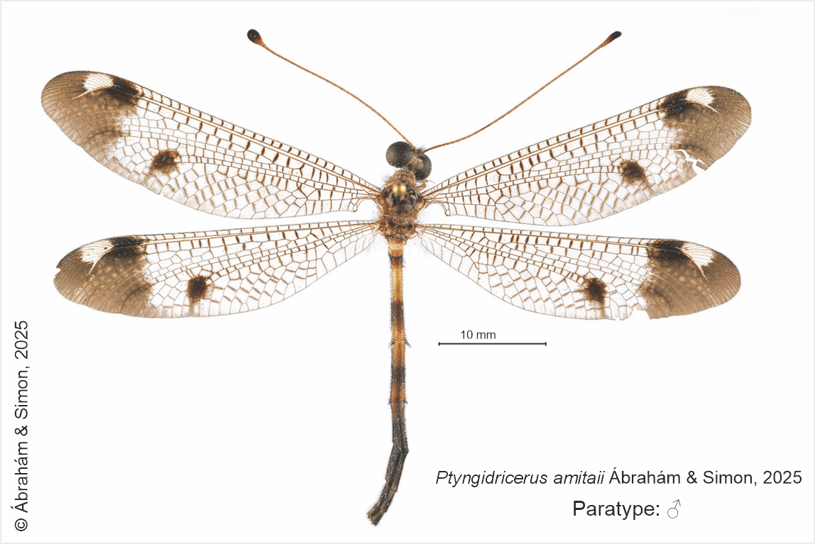 Ptyngidricerus amitaii male