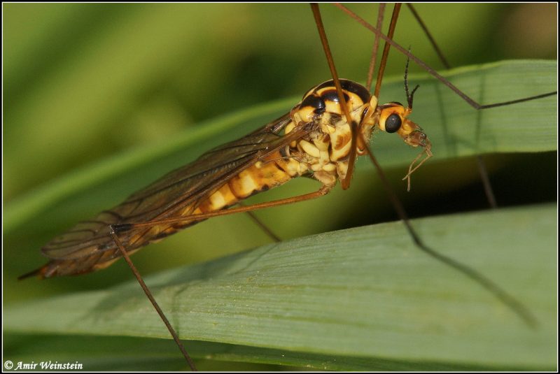 Nephrotoma scalaris scalaris (Meigen, 1818)