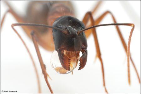 נמלה קמפונית Camponotus sanctus
מצמצמת תוכן זפק נוזלי (מי סוכר)