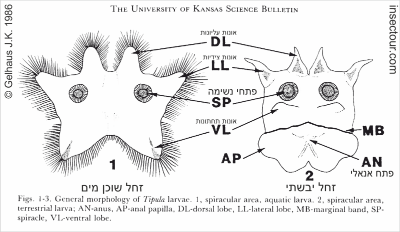 סכמת הפרק האנלי בזחלים טיפוסיים של טיפולתיים עם שמות האיברים.