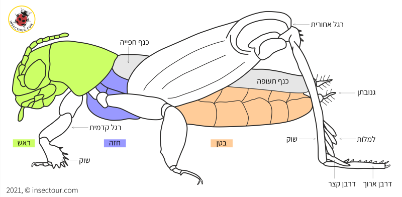 זוטן - חלקי הגוף