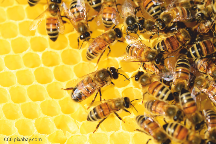 דבורי דבש מעבירות תוכן זפק מעובד לתוך תאי החלה.