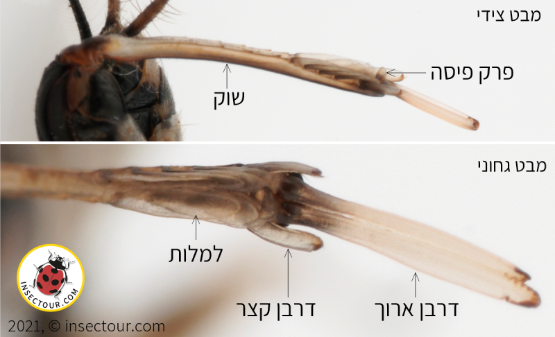 תקריב לקצה השוק ולדרבנים של Xya pfaendleri
פרק הפיסה קצר מאוד
